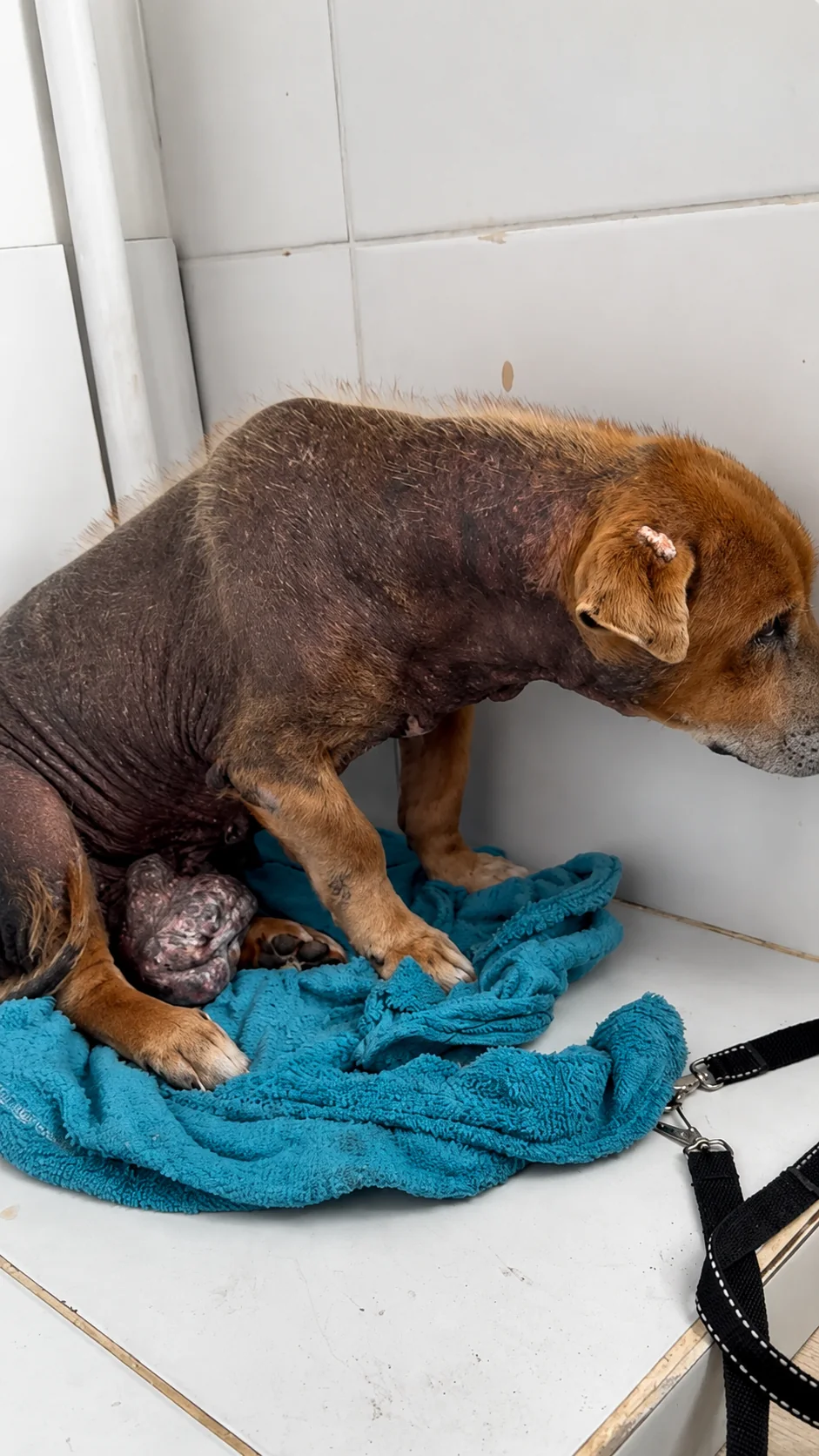 Assistência — registro 4 do Instituto SOS Bicho Urbano